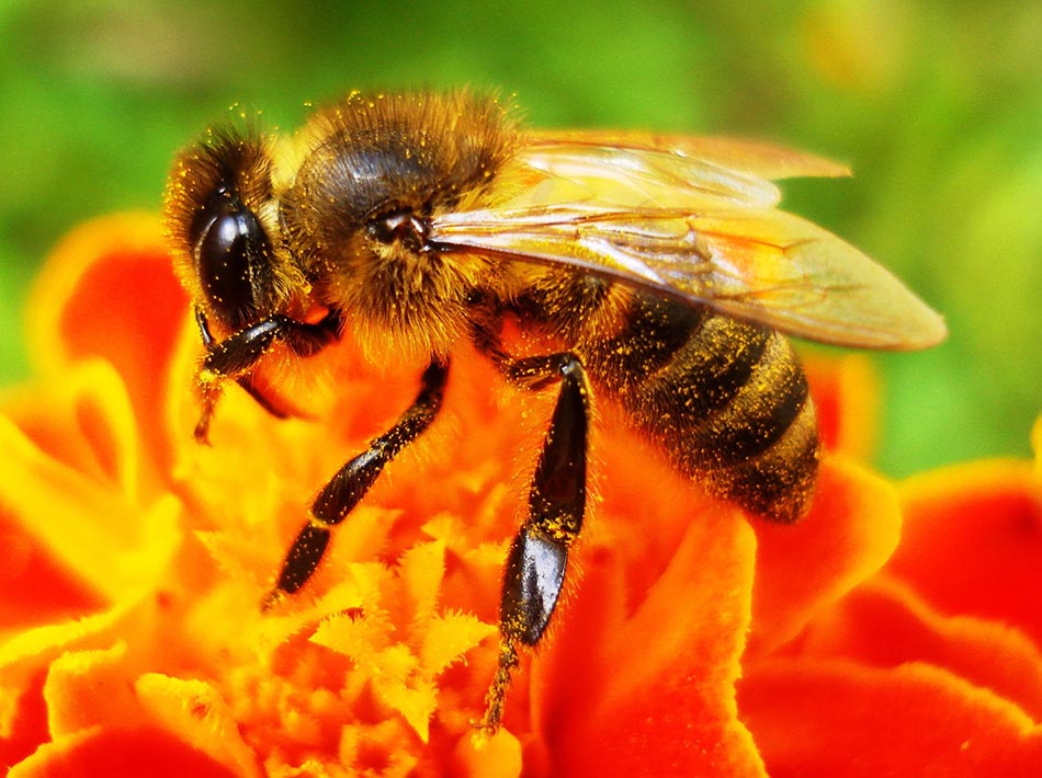 Arılar Neden Ölüyor