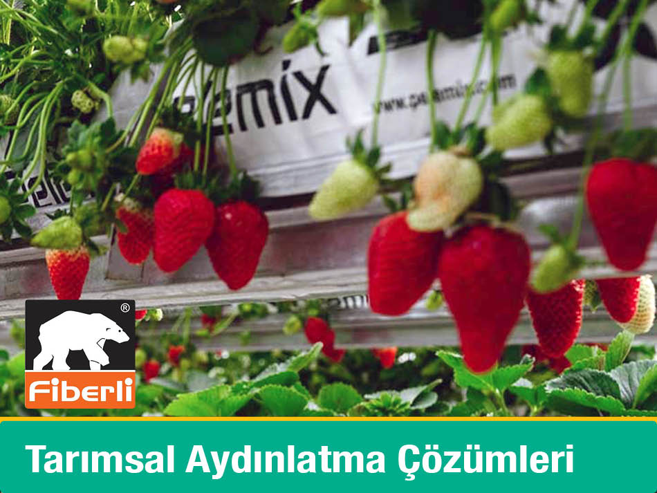 Fiberli Tarımsal Aydınlatma Çözümleri