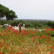 Bitkiler toprak altı sinyallerle anlaşıyorlar